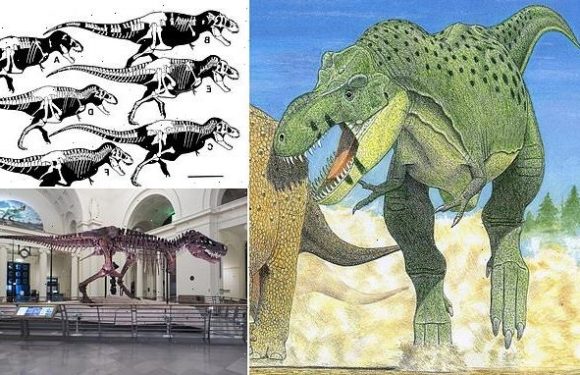 T.Rex might actually have been THREE species, fossil analysis reveals