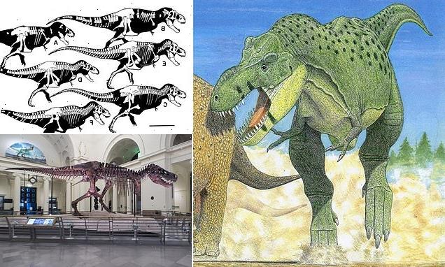 T.Rex might actually have been THREE species, fossil analysis reveals