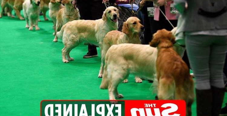 Who won Crufts Best In Show 2022? full results and winners