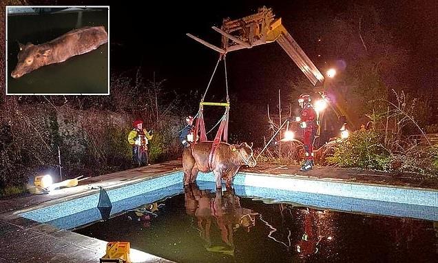 600kg bullock hoisted out of swimming pool after falling in