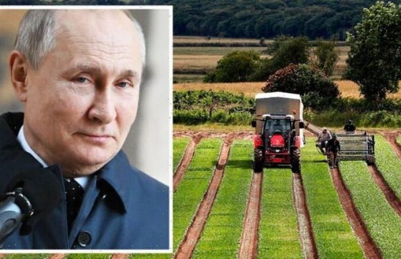 British farmers face extra £760m bill as Putin BLOCKS key exports from leaving Russia