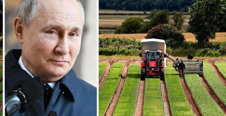 British farmers face extra £760m bill as Putin BLOCKS key exports from leaving Russia