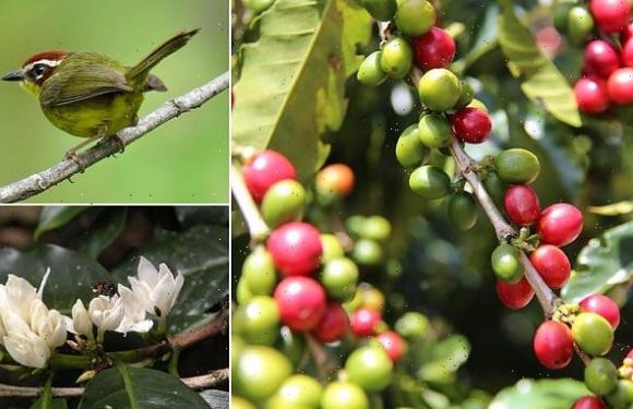 Coffee beans better when birds and bees pollinate and protect plants