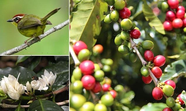 Coffee beans better when birds and bees pollinate and protect plants