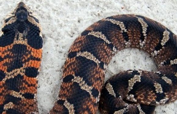 Cunning venomous snake’s potent fart is so vile it stinks like a rotten corpse