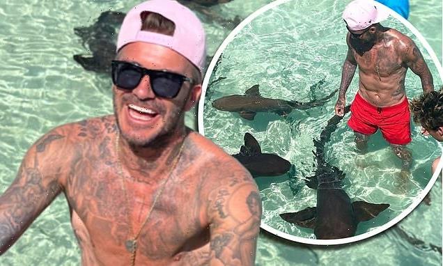 David Beckham and his son Cruz,17, bravely go for a paddle with sharks