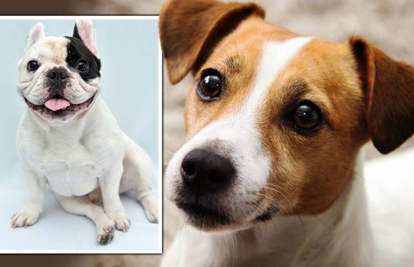 Dog owners warned ‘stop and think’ before buying pet as life expectancy ‘table’ revealed