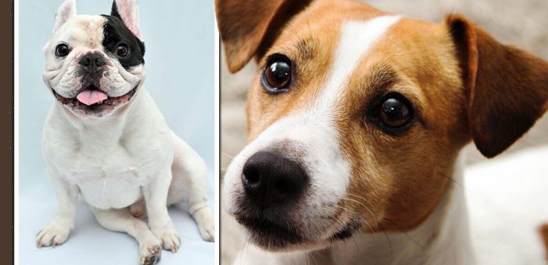 Dog owners warned ‘stop and think’ before buying pet as life expectancy ‘table’ revealed