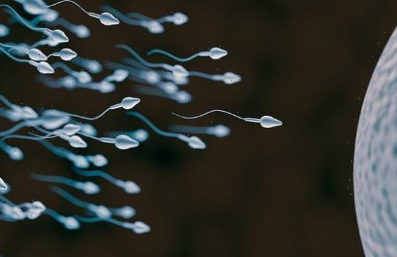 Hope for infertile men as sperm is grown in lab from RAT cells