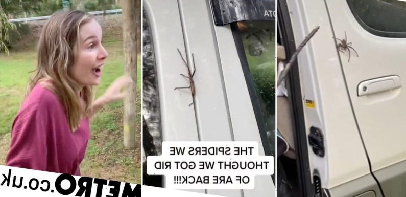 Horrifying moment poisonous spider slips through crack of closed van door