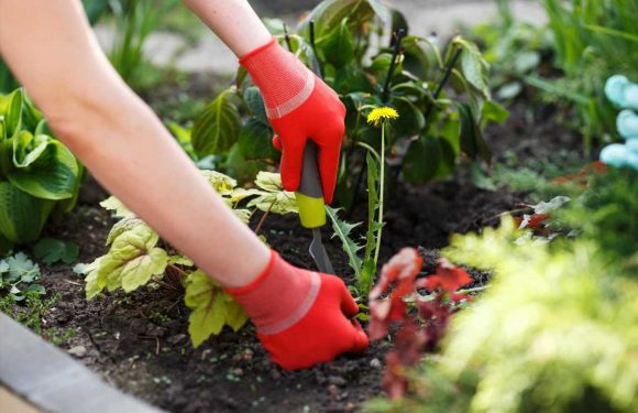 I'm a gardening expert and this simple hack will get rid of weeds without doing damage to the environment