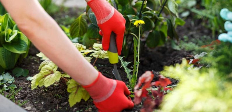 I'm a gardening expert and this simple hack will get rid of weeds without doing damage to the environment