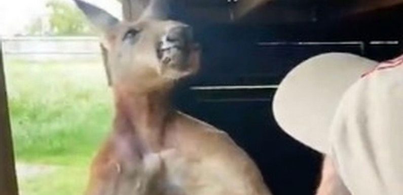 ‘Jacked’ kangaroo that looks like it’s never ‘skipped arm day’ flexes muscles