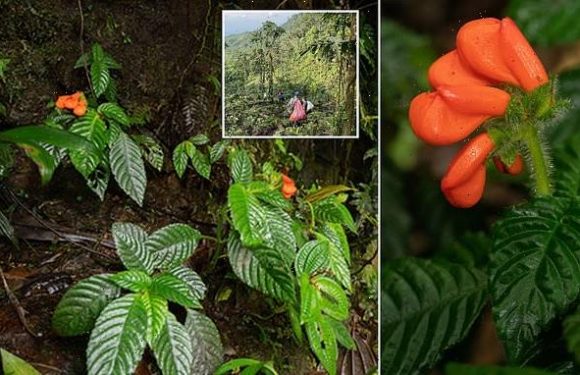Lost South American wildflower is rediscovered in the Andes mountains