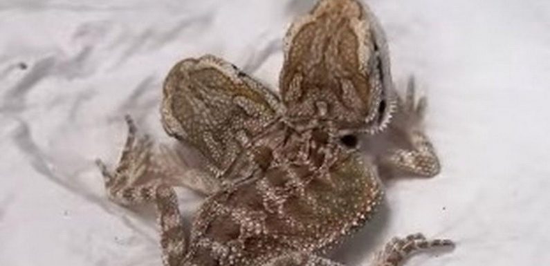 Miracle bearded dragon born with two heads – and reptile eats with both