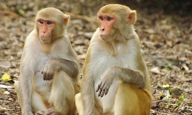 Monkey brains are influenced by social interactions, study finds