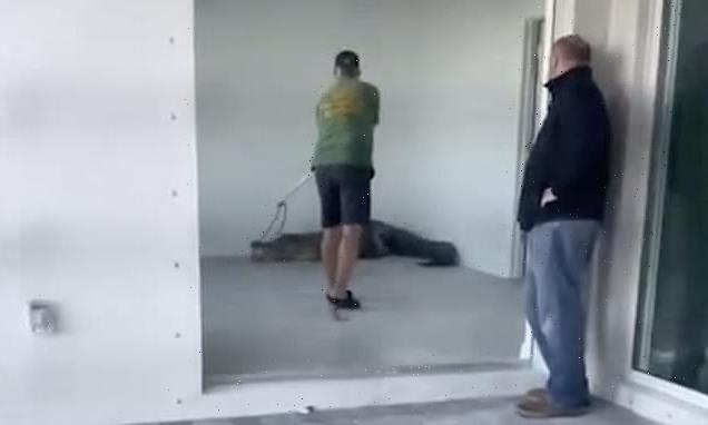 Monster 12ft alligator evicted after it moved into new Florida home