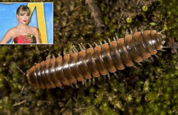 New species of MILLIPEDE is named after singer Taylor Swift