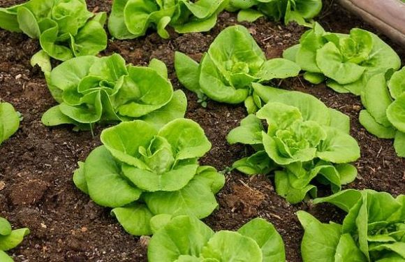 Organic leafy vegetables could be harbouring salmonella, study warns
