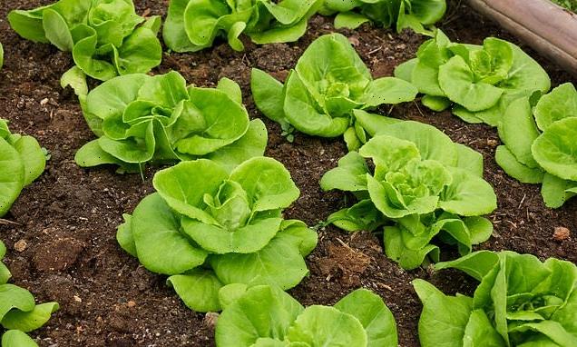 Organic leafy vegetables could be harbouring salmonella, study warns