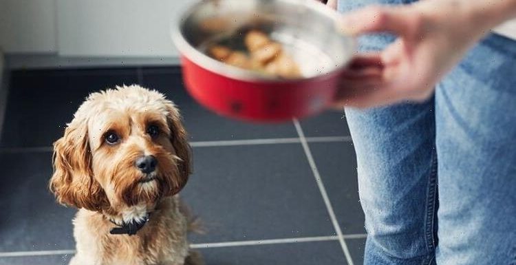 Pets at risk of illness as vets warn owners rarely feed dogs safely – new study