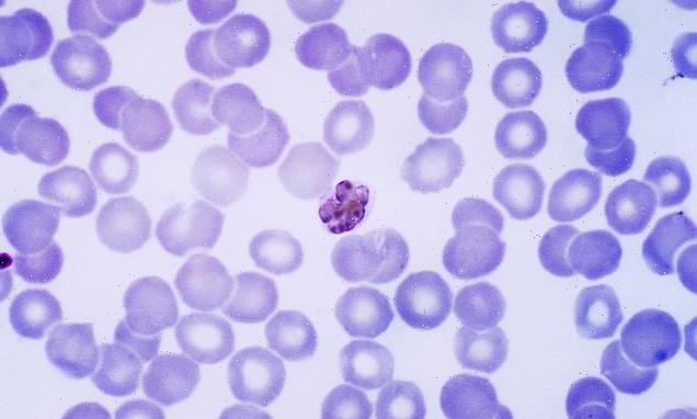 Scientists trace origin of malaria parasite to apes