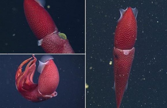 'Strawberry squid' is spotted off the coast of California