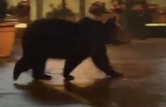 Sweet-toothed bear walks 100 miles to town it was banned from for bakery raids
