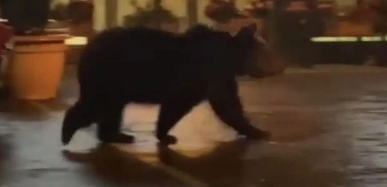 Sweet-toothed bear walks 100 miles to town it was banned from for bakery raids