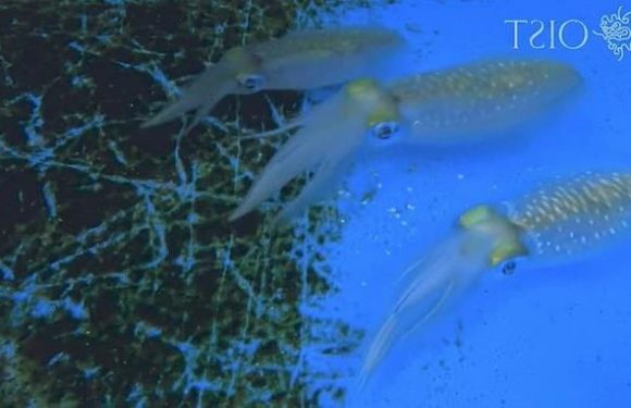 Video shows how squid change colour to camouflage from predators