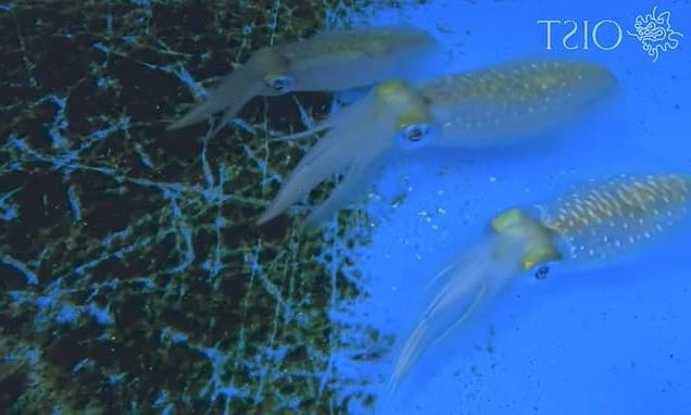 Video shows how squid change colour to camouflage from predators