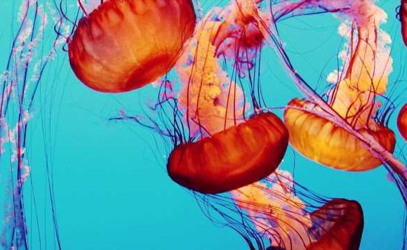 Alien mystery blown wide open as killer jellyfish might be swimming on Jupiter’s moon