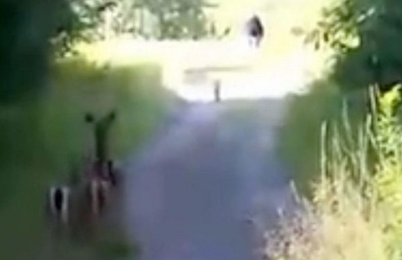 ‘Bigfoot’ spotted walking through grass terrifies herd of deer in spooky footage