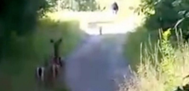 ‘Bigfoot’ spotted walking through grass terrifies herd of deer in spooky footage