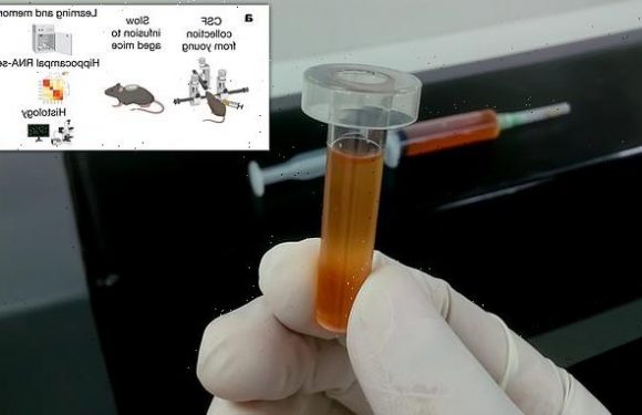 Brain fluid from young mice can improve memory in old mice, study says