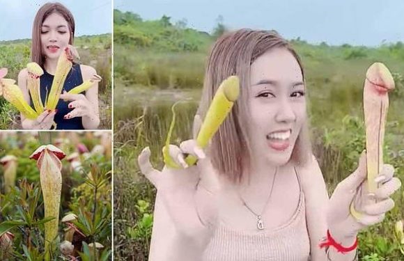 Cambodian officials plead the public to stop picking 'penis plants'