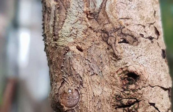 Can you spot the gecko hiding in plain sight? People are stunned when they see the camouflage critter in the bark