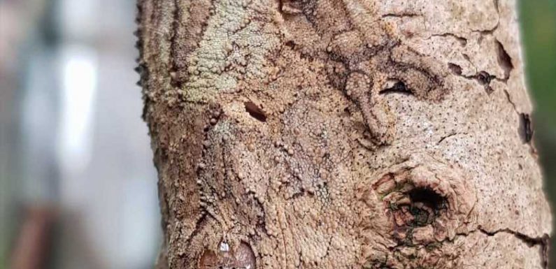 Can you spot the gecko hiding in plain sight? People are stunned when they see the camouflage critter in the bark