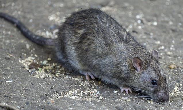 City rats DON'T seem harbour more human-infective viruses, study finds
