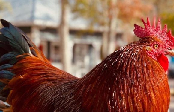 Cop arrested after tattoo shop mascot rooster’s death devastates locals