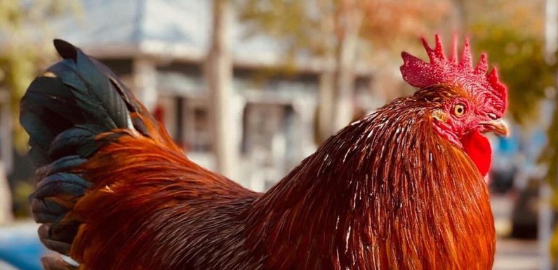 Cop arrested after tattoo shop mascot rooster’s death devastates locals