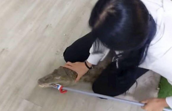 Crocodile lover has reptiles as pets and says ‘affectionate’ beasts roam free in house