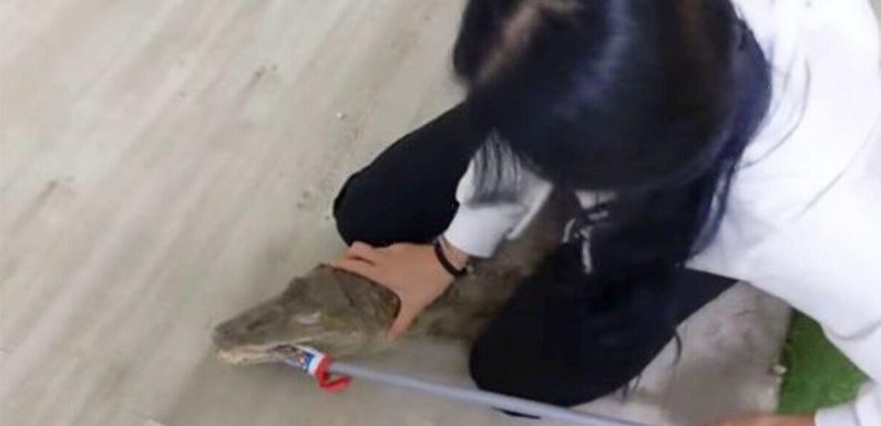 Crocodile lover has reptiles as pets and says ‘affectionate’ beasts roam free in house