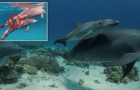 Dolphins 'form queues to use coral as medicine for skin ailments'