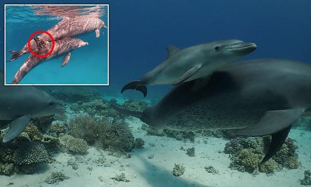 Dolphins 'form queues to use coral as medicine for skin ailments'