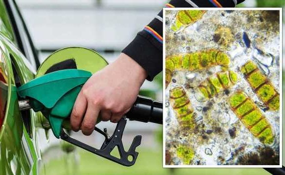 Energy crisis lifeline: ‘Green diesel’ produced from microalgae could replace fossil fuels