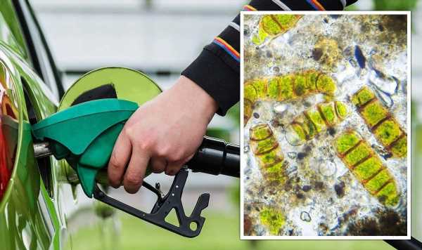 Energy crisis lifeline: ‘Green diesel’ produced from microalgae could replace fossil fuels