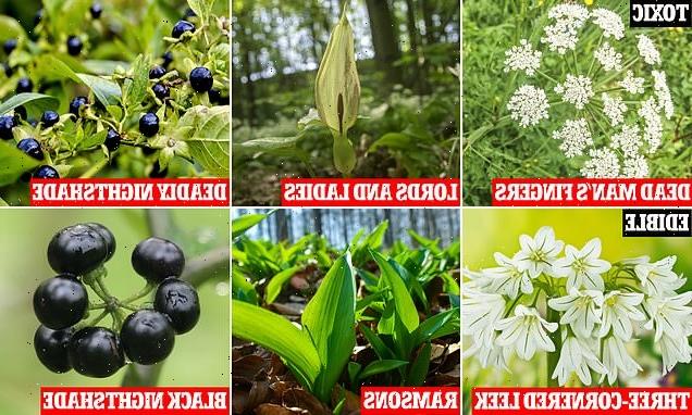 Expert warns trendy foragers to be on the lookout for toxic plants