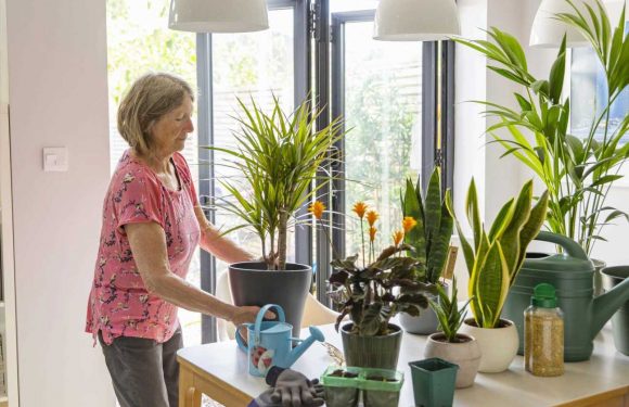 I'm a plant expert – how to keep your plants watered while you're on holiday