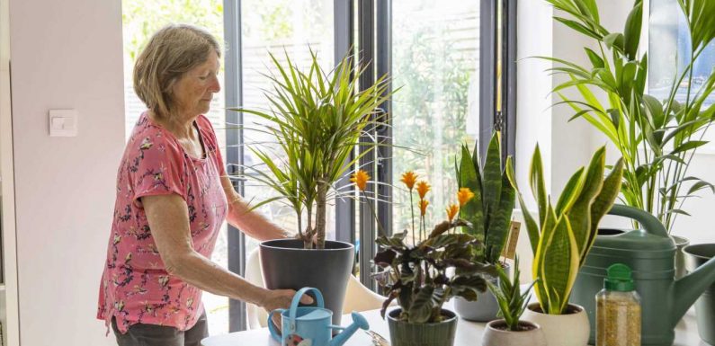I'm a plant expert – how to keep your plants watered while you're on holiday